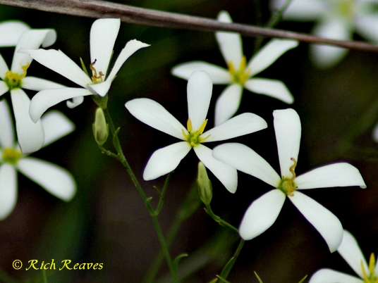 {Sabatia brevifolia}